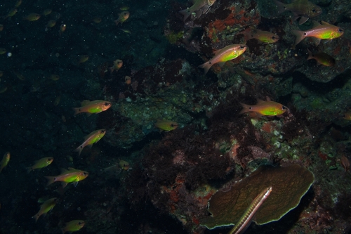 Ostorhinchus flavus observed 2026-03-03