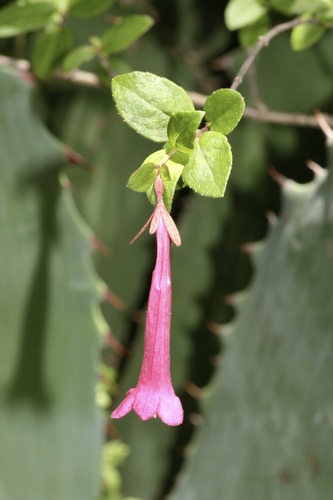 Vesalea floribunda, photograph 2