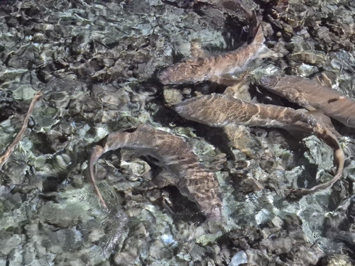 Nebrius ferrugineus