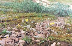 Papaver lapponicum orientale