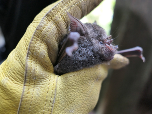 Cyclops roundleaf bat