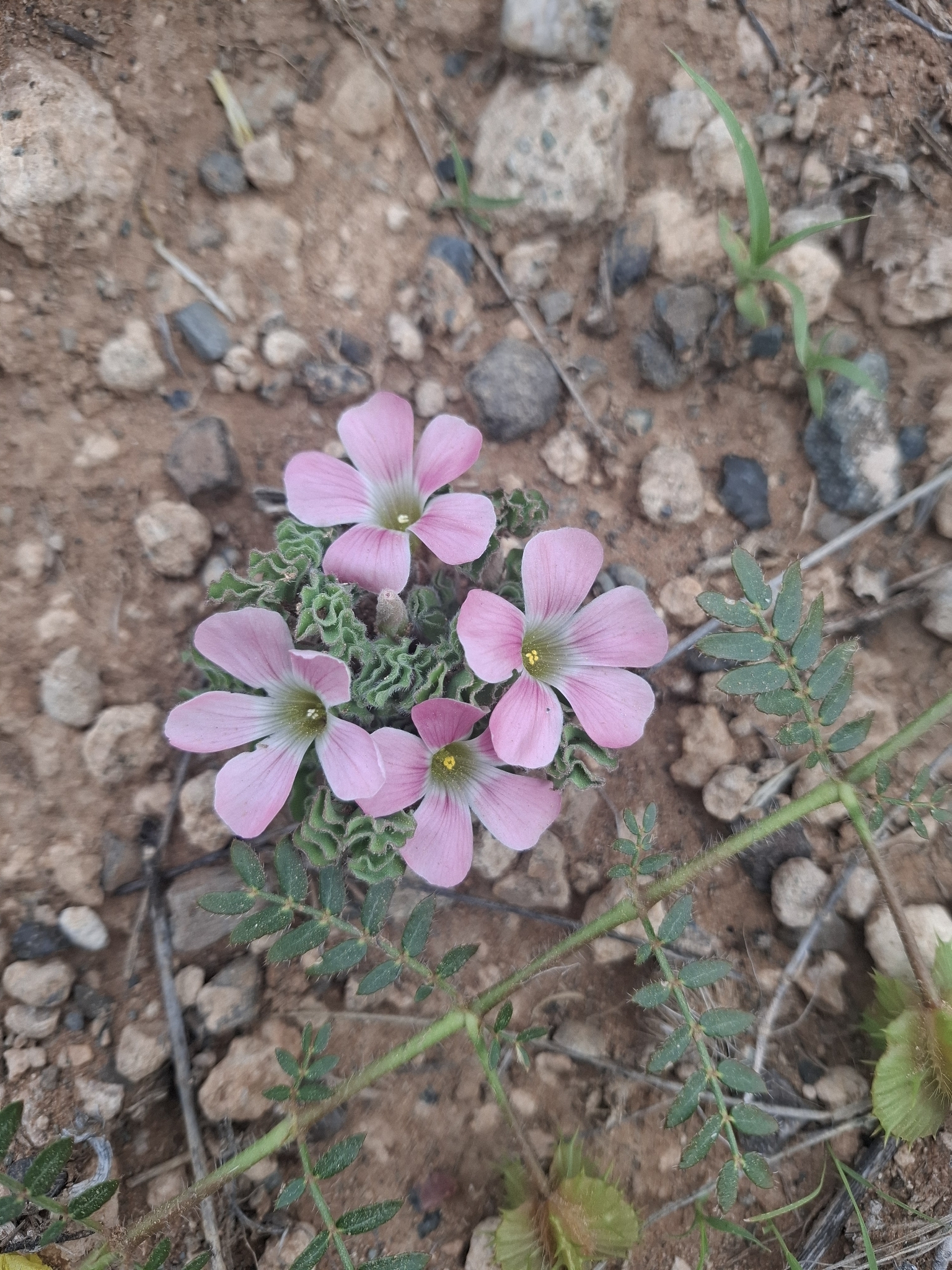 Oxalis hirsuta Sond. 4