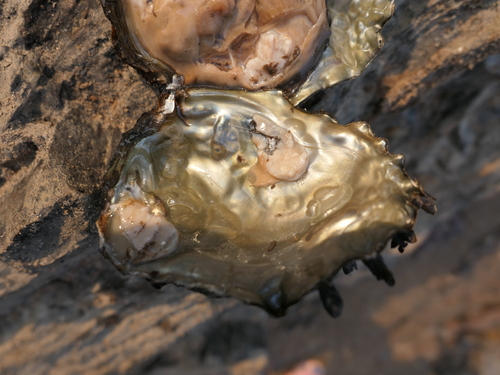 African River Oyster