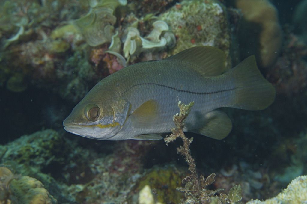 Dwarf palmer (Psammoperca waigiensis) — Latidae