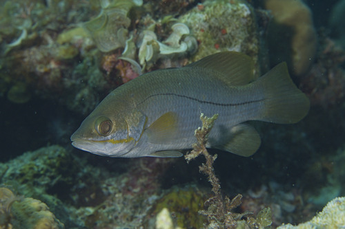 Dwarf palmer (Psammoperca waigiensis) — Latidae