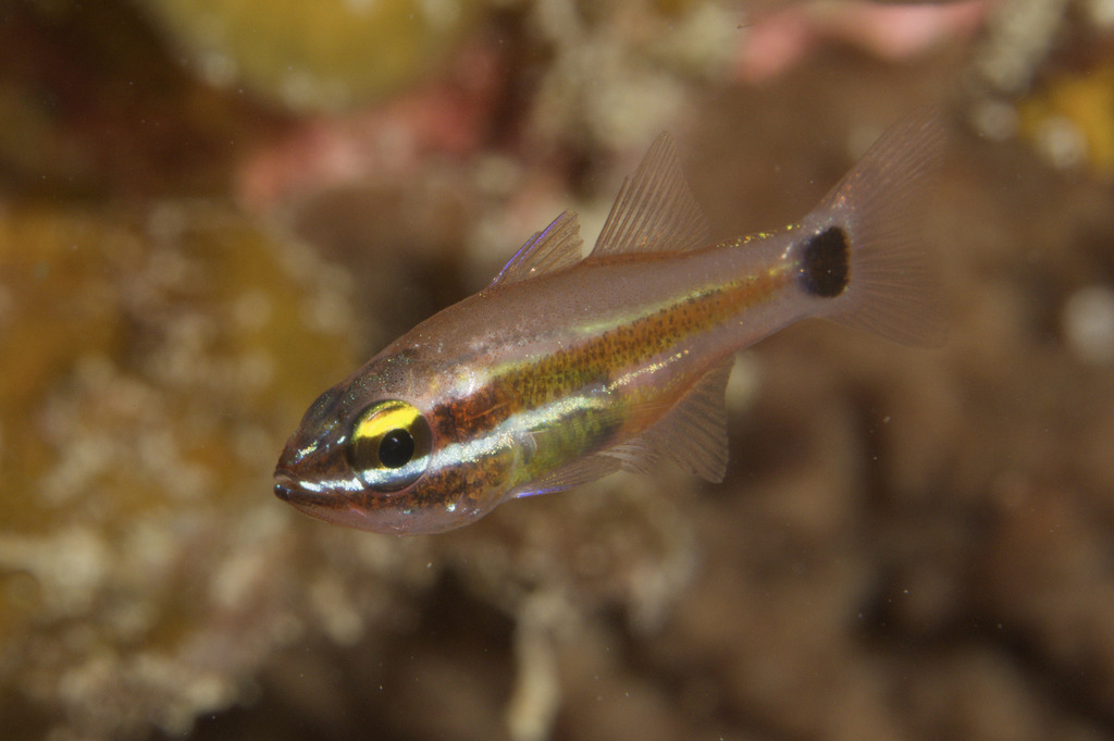Meteor cardinalfish (Ostorhinchus selas) — Apogonidae