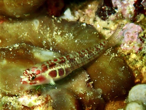 Spotted dwarfgoby (Eviota guttata) — Gobiidae — 4