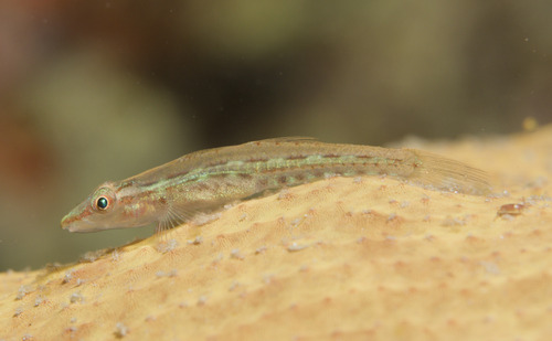Elongate ghostgoby (Pleurosicya elongata) — Gobiidae — 5