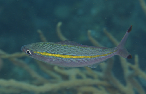 Blacktipped fusilier (Pterocaesio chrysozona) — Caesionidae