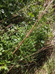 Pastinaca