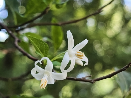 Taiwanese snowbell (Styrax formosanus)