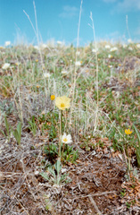 Papaver lapponicum orientale