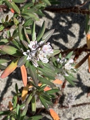 Polygonum paronychia
