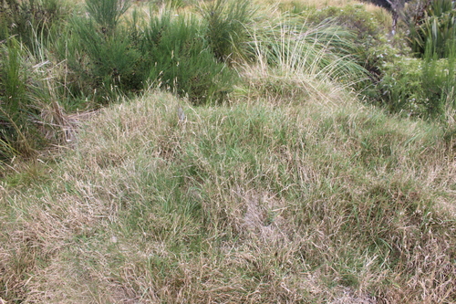creeping velvet grass (Holcus mollis)
