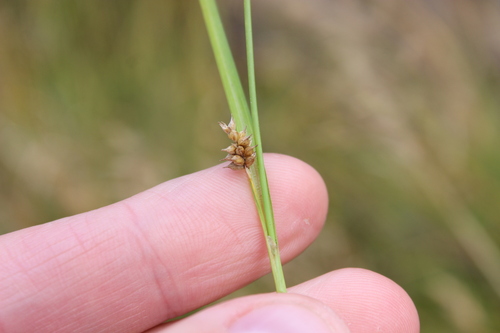 Carex demissa, photograph 4