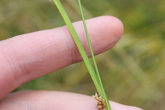 Carex demissa, photograph Joe Dillon, CC BY, iNaturalist via GBIF