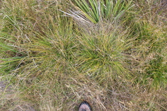 Carex demissa, photograph Joe Dillon, CC BY, iNaturalist via GBIF