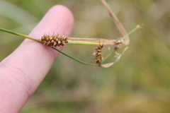 Carex demissa, photograph Joe Dillon, CC BY, iNaturalist via GBIF