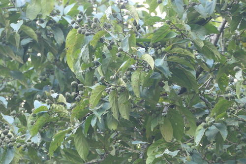 Prunus ceylanica