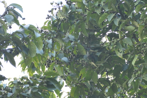 Prunus ceylanica, photograph 1