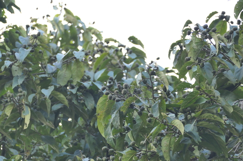 Prunus ceylanica, photograph 2