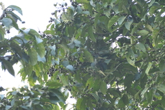 (c) Dinesh Valke, some rights reserved (CC BY-SA) Prunus ceylanica, photograph (c) Dinesh Valke, some rights reserved (CC BY-SA)
