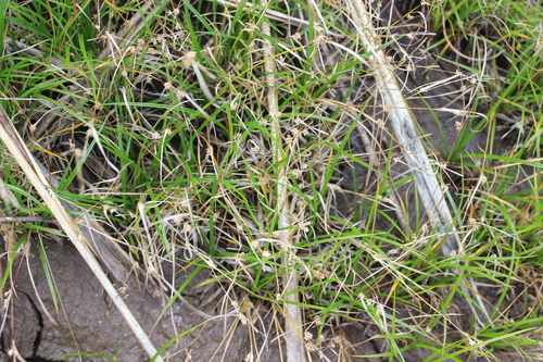 Common Yellow Sedge (Carex demissa)