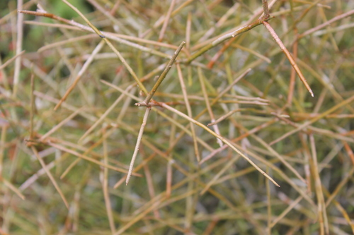 Melicytus flexuosus, photograph 5