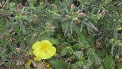 Cistus calycinus