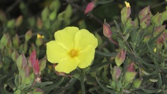 Cistus calycinus