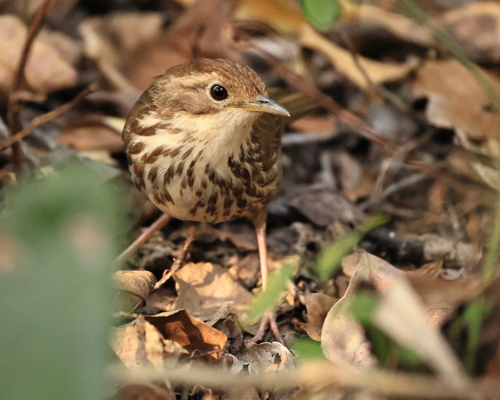Puff-throated Babbler (Pellorneum ruficeps), photo 8