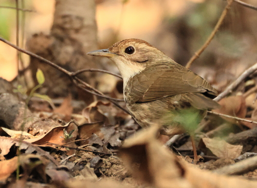 Puff-throated Babbler (Pellorneum ruficeps), photo 9