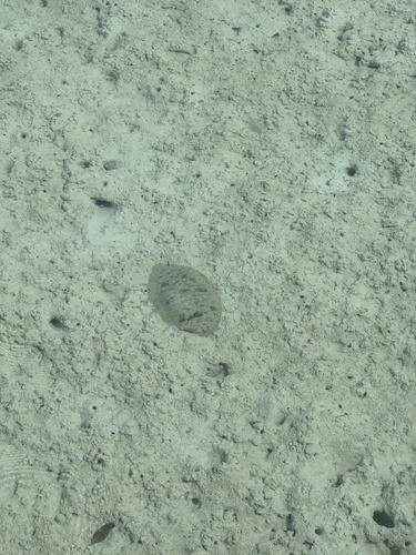 Brachirus orientalis observed 2026-02-28