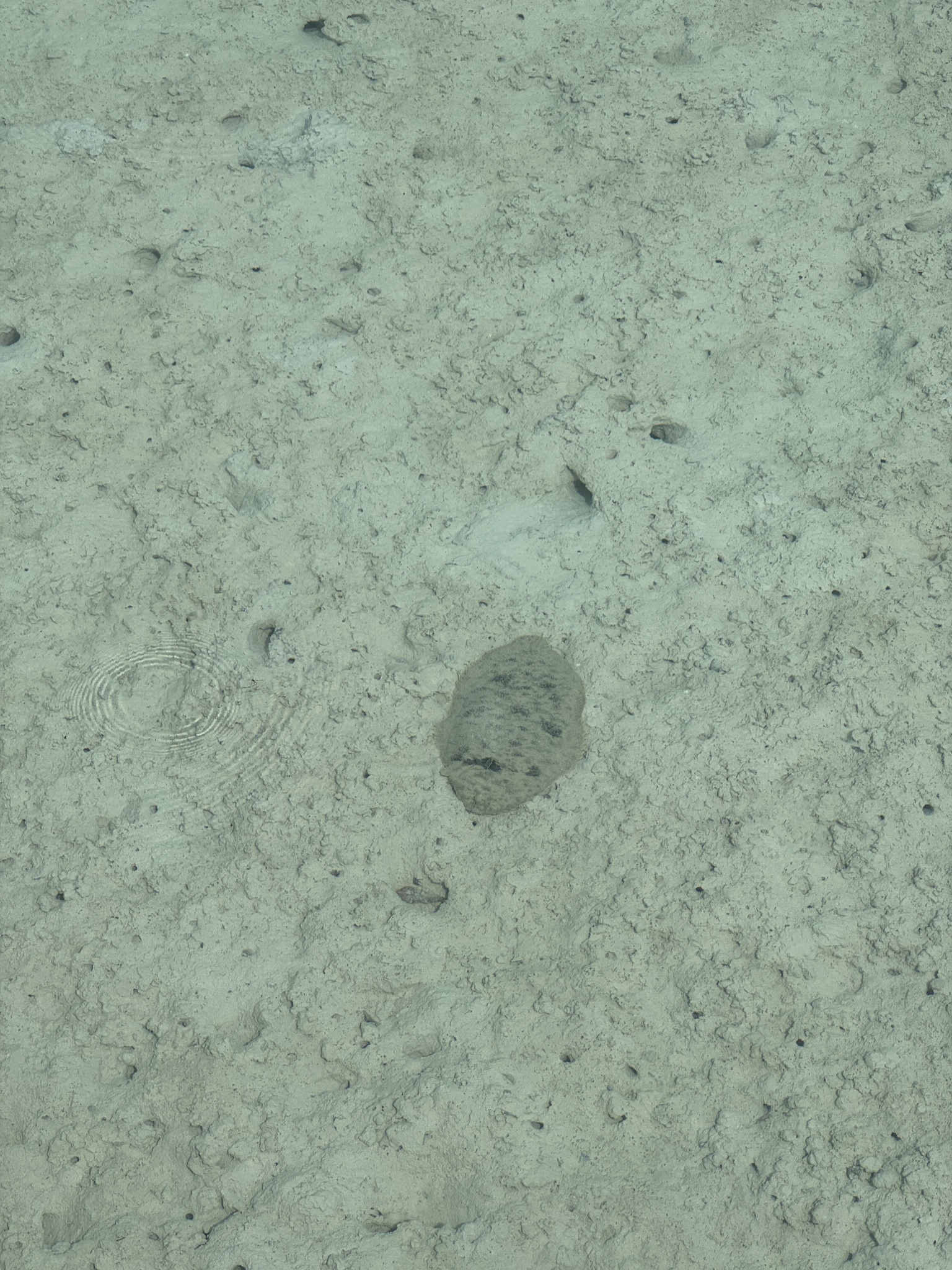 Oriental Sole photo 7