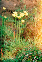 Papaver lapponicum orientale