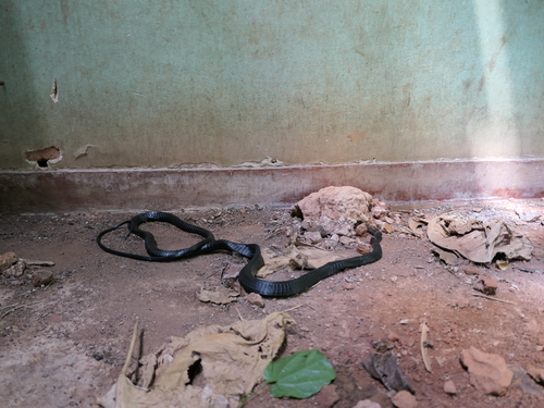 Black Tree Snake