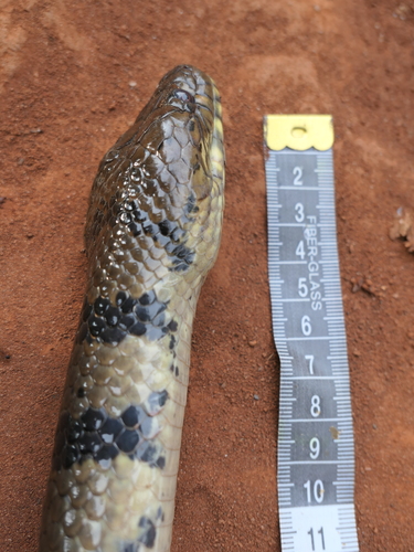 Ornate African Water Snake