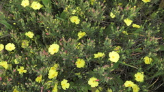 Cistus calycinus