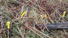 Narcissus cyclamineus