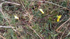 Narcissus cyclamineus