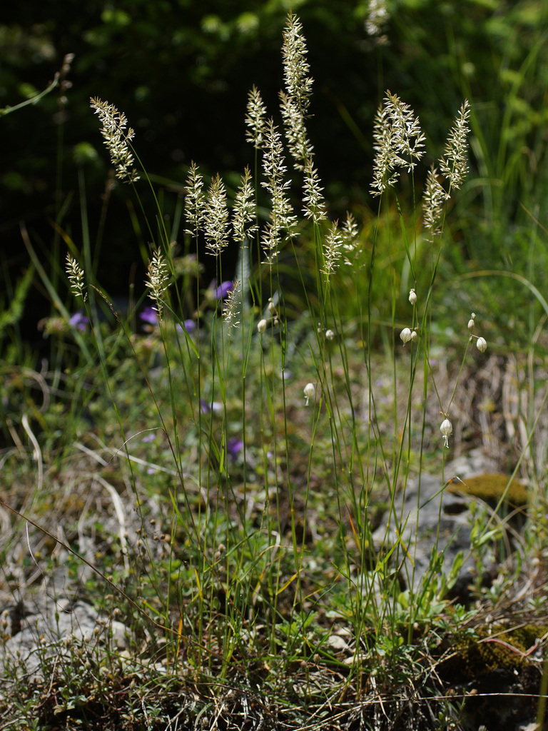 Koeleria nitidula