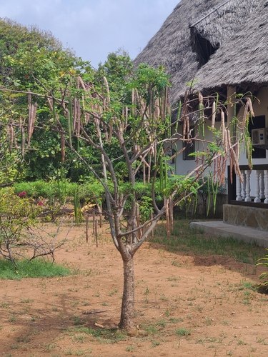 Moringa tree
