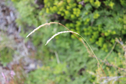 Calamagrostis quadriseta, 2026-03-13