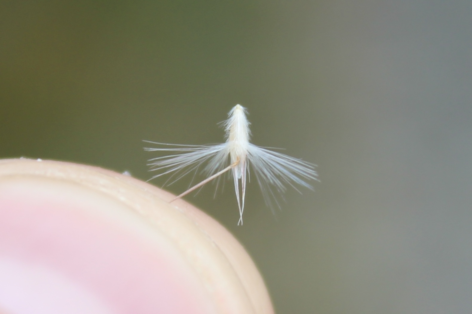 Rytidosperma gracile