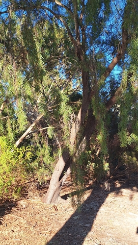 Cooba (Acacia salicina)
