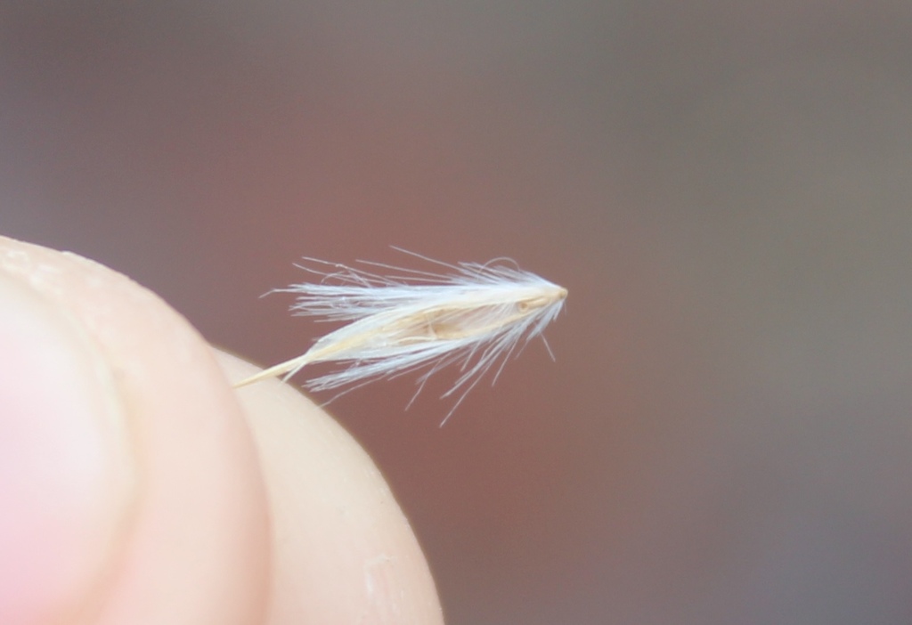 Rytidosperma viride