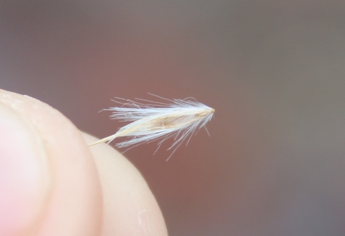 Rytidosperma viride