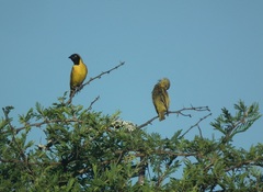 Ploceus intermedius cabanisii