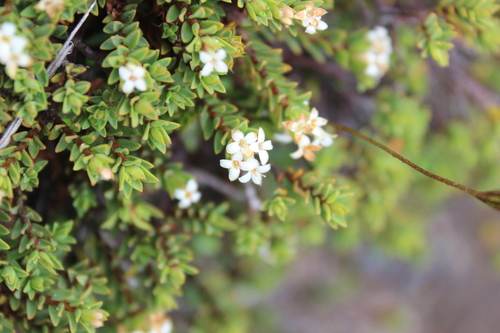 Pimelea prostrata observed 2026-03-13