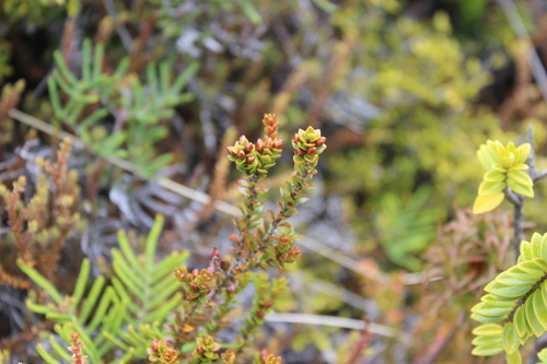 Nehenehe (Epacris alpina)